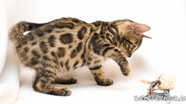 Bengalen Katze rosetted